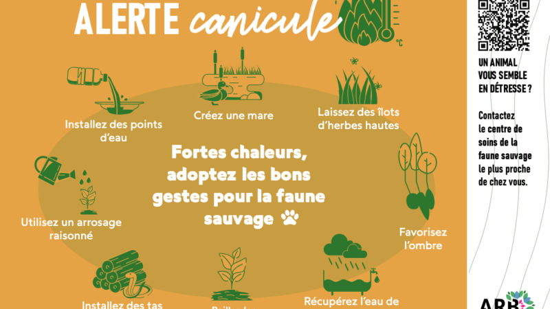 Fortes chaleurs, adoptez les bons gestes pour la faune sauvage