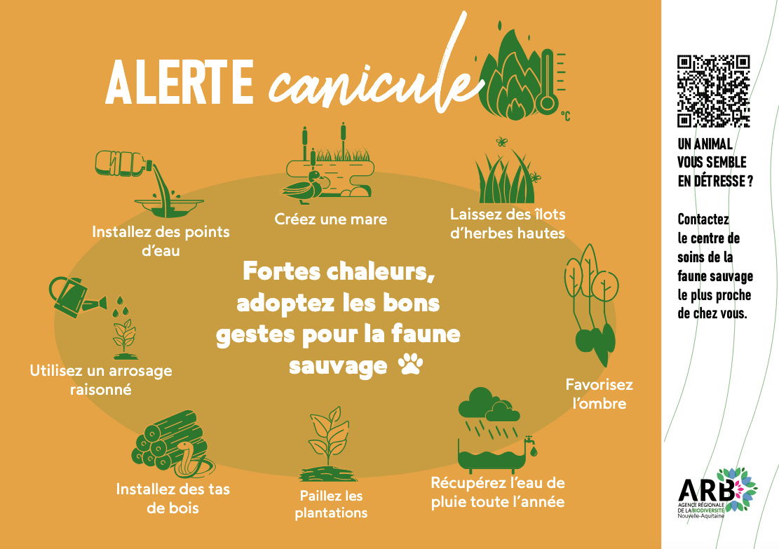 You are currently viewing Gestes canicule pour la biodiversité