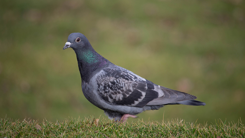 Régulation pigeon ramier