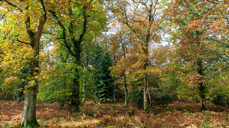 Avis cession parcelles forestières Lestiac