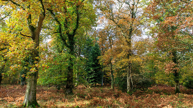 You are currently viewing Avis de cession de parcelles forestières